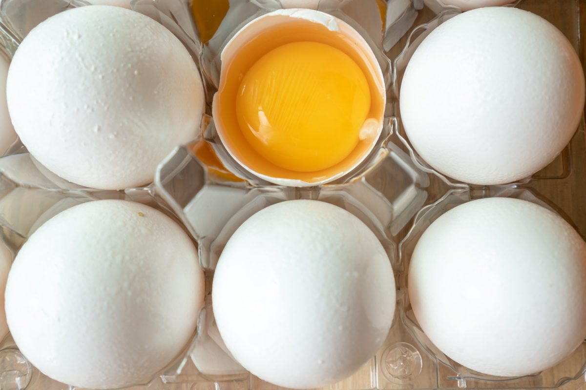Eggs -- best ways to storage eggs [photo: frankschrader.us ; all rights reserved]